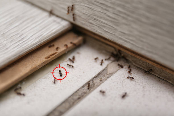Best Wasp Removal Services  in Redland, MD