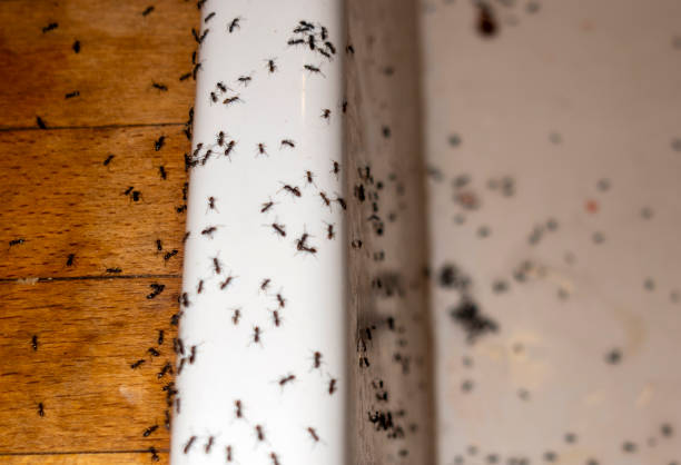 Best Pest Removal Services  in Redland, MD